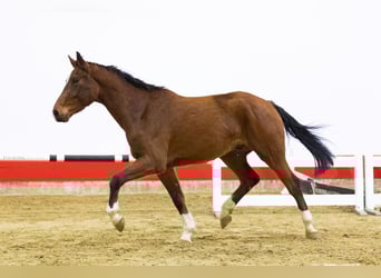Zangersheide, Semental, 4 años, 171 cm, Castaño