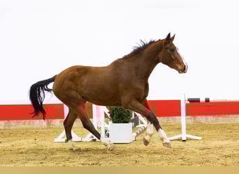 Zangersheide, Semental, 4 años, 171 cm, Castaño