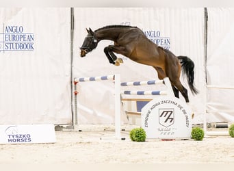 Zangersheide, Semental, 4 años, 173 cm, Castaño oscuro