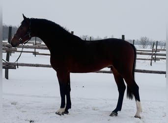 Zangersheide, Semental, 4 años, 174 cm, Castaño oscuro