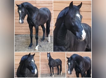 Zangersheide, Semental, 4 años