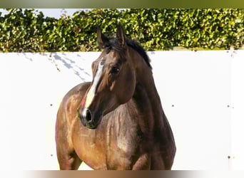 Zangersheide, Semental, 5 años, 166 cm, Castaño