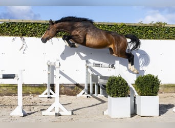 Zangersheide, Semental, 5 años, 166 cm, Castaño
