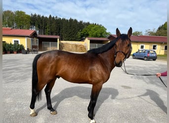 Zangersheide, Semental, 5 años, 167 cm, Castaño