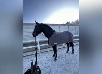 Zangersheide, Semental, 5 años, 172 cm, Negro