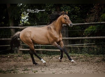 Zangersheide, Semental, 7 años, 163 cm, Bayo