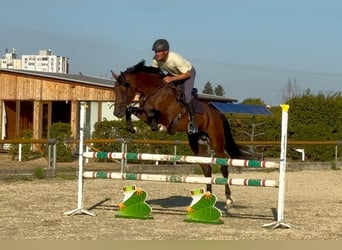 Zangersheide, Semental, 7 años, 168 cm, Castaño