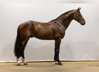 Zangersheide, Semental, 7 años, 170 cm, Castaño