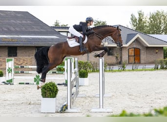 Zangersheide, Semental, 7 años, 170 cm, Castaño
