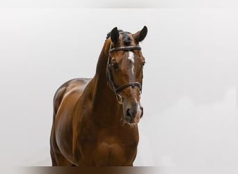 Zangersheide, Semental, 7 años, 170 cm, Castaño