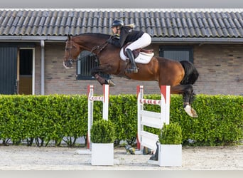 Zangersheide, Semental, 7 años, 170 cm, Castaño