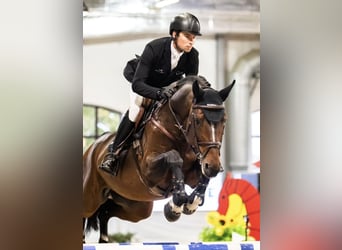 Zangersheide, Semental, 8 años, 174 cm, Castaño