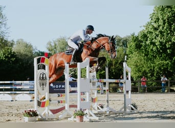 Zangersheide, Semental, 9 años, 172 cm, Castaño