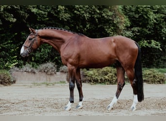 Zangersheide, Semental, 9 años, 172 cm, Castaño