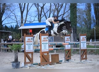 Zangersheide, Semental, 12 años, 165 cm, Pío