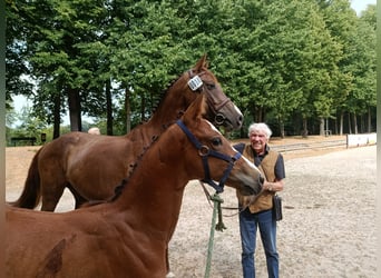 Zangersheide, Semental, Potro (05/2026), 170 cm, Castaño