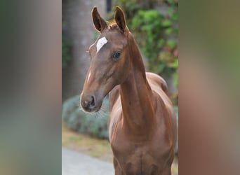 Zangersheide, Semental, Potro (04/2025), Alazán-tostado