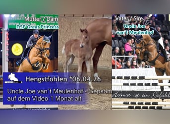 Zangersheide, Semental, Potro (04/2026)