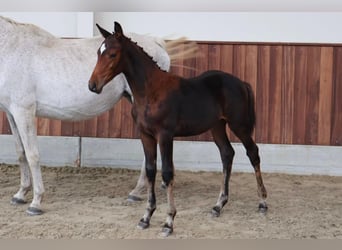 Zangersheide, Semental, Potro (06/2026), Castaño