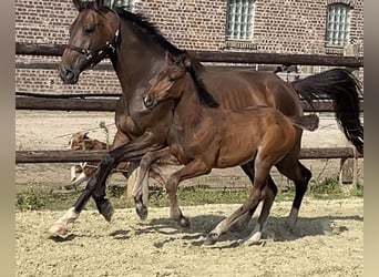 Zangersheide, Semental, Potro (05/2025), Castaño oscuro