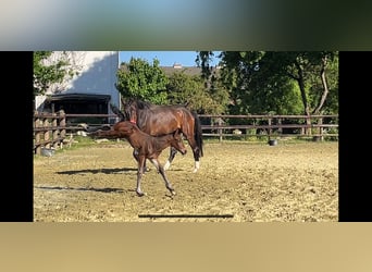 Zangersheide, Semental, Potro (05/2025), Castaño oscuro