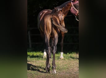 Zangersheide, Semental, Potro (04/2025), Castaño oscuro
