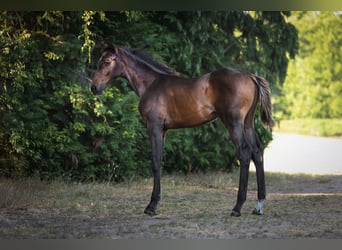 Zangersheide, Semental, Potro (04/2025), Castaño oscuro