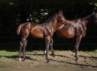 Zangersheide, Semental, Potro (04/2025), Castaño oscuro