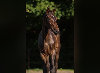 Zangersheide, Semental, Potro (04/2025), Castaño oscuro