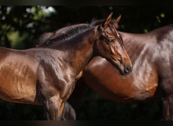 Zangersheide, Semental, Potro (04/2025), Castaño oscuro