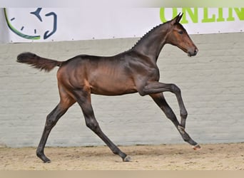 Zangersheide, Semental, Potro (05/2026), Castaño oscuro
