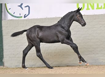 Zangersheide, Semental, Potro (05/2026), Negro