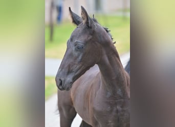 Zangersheide, Semental, Potro (07/2025), Negro