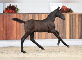 Zangersheide, Semental, Potro (07/2025), Negro