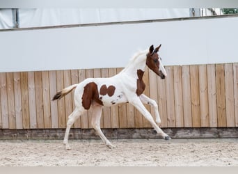 Zangersheide, Semental, Potro (05/2026), Pío