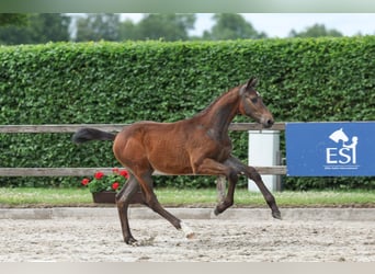Zangersheide, Semental, Potro (03/2026), Tordo
