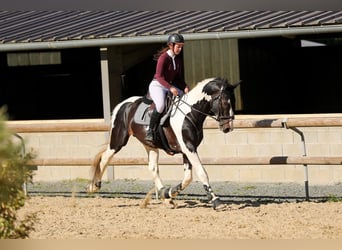 Zangersheide, Stallone, 10 Anni, 170 cm, Tobiano-tutti i colori