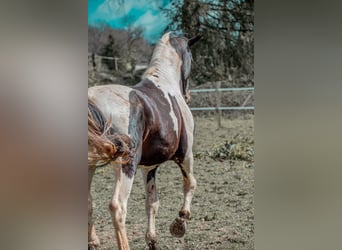 Zangersheide, Stallone, 10 Anni, 170 cm, Tobiano-tutti i colori