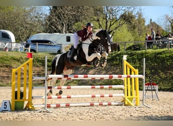 Zangersheide, Stallone, 10 Anni, 170 cm, Tobiano-tutti i colori