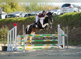 Zangersheide, Stallone, 10 Anni, 170 cm, Tobiano-tutti i colori