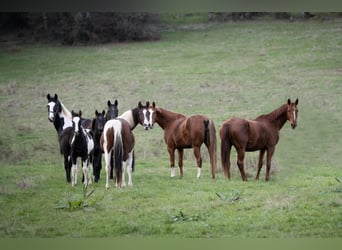 Zangersheide, Stallone, 10 Anni, 170 cm, Tobiano-tutti i colori