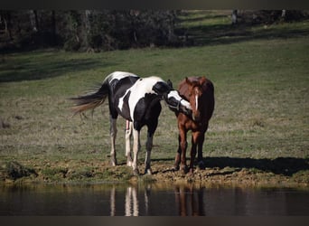 Zangersheide, Stallone, 10 Anni, 170 cm, Tobiano-tutti i colori