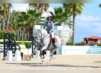 Zangersheide, Stallone, 14 Anni, 170 cm, Grigio trotinato