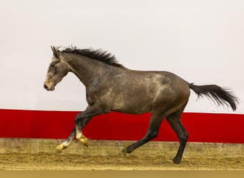 Zangersheide, Stallone, 1 Anno, 155 cm, Grigio ferro