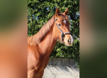 Zangersheide, Stallone, 1 Anno, 170 cm, Sauro scuro