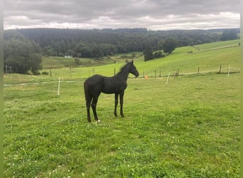 Zangersheide Mix, Stallone, 1 Anno, 180 cm, Baio scuro