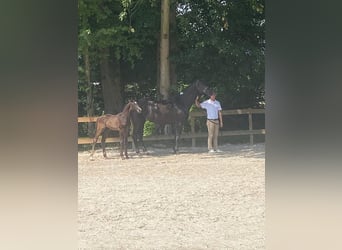 Zangersheide Mix, Stallone, 1 Anno, 180 cm, Baio scuro