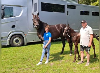 Zangersheide Mix, Stallone, 1 Anno, 180 cm, Baio scuro