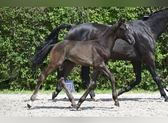 Zangersheide Mix, Stallone, 1 Anno, 180 cm, Baio scuro