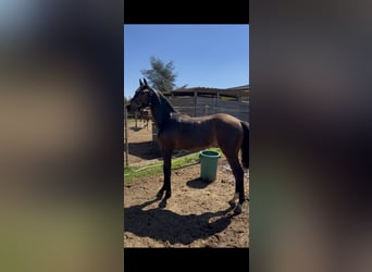 Zangersheide, Stallone, 1 Anno, Baio